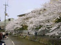 京都の白川の桜