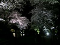 滋賀の三井寺の夜桜